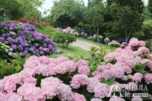 신안군 ‘섬 수국축제’ 2만여 명 다녀가