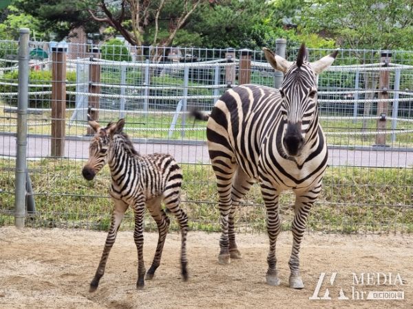 광주광역시, “우치동물원에서 그랜트얼룩말 모녀 만나요”