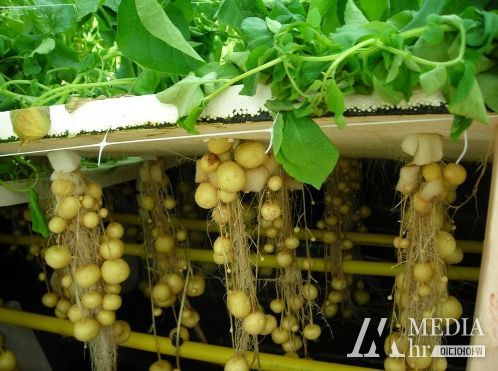 김제시, 가을재배 미니씨감자 분양 신청 접수