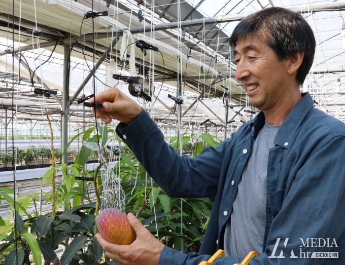 한백베리농원 망고 재배 모습