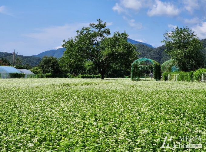 메밀꽃 경관단지 사진