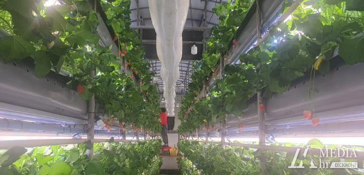 논산시, 미래형 첨단 영농으로 딸기가 1년 12달 주렁주렁